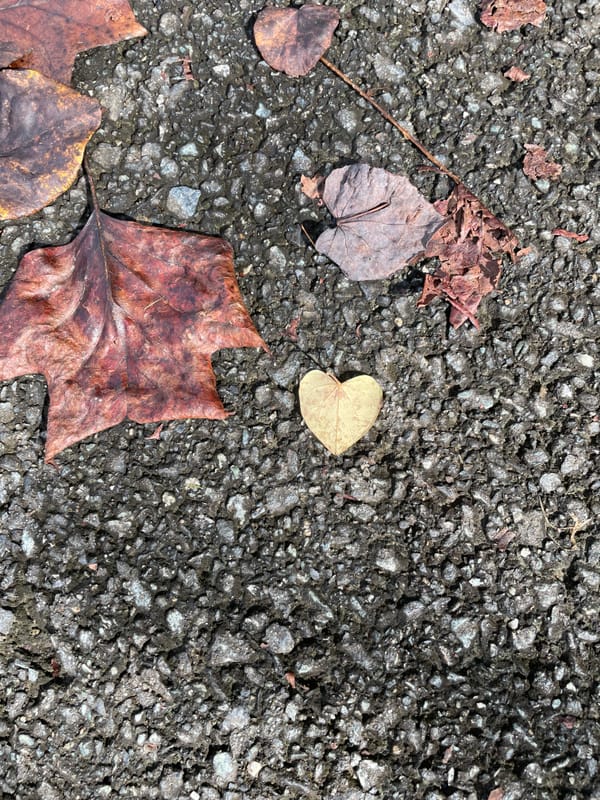 Image of a yellow, heart-shaped leaf on black gravel, with other red and orange fall leaves